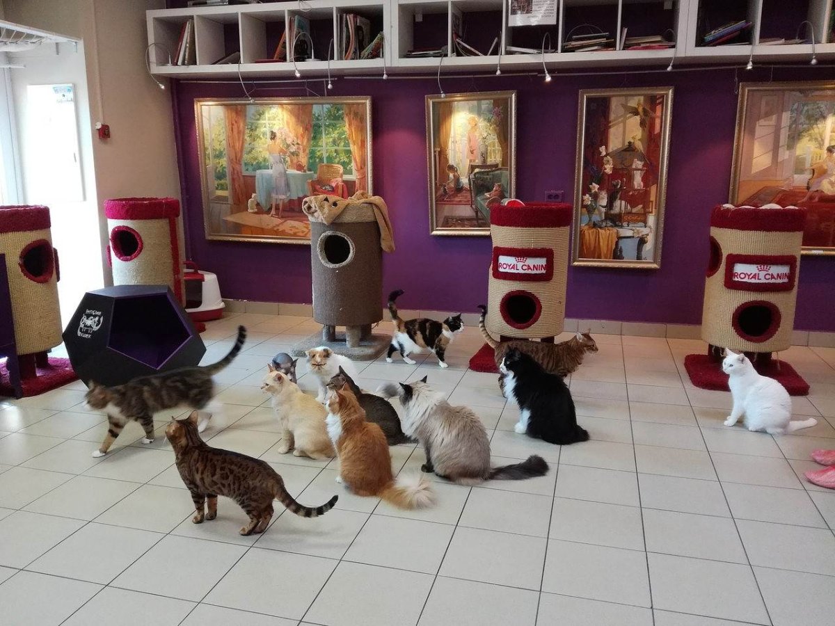 Котокафе в Санкт-Петербурге на Якубовича