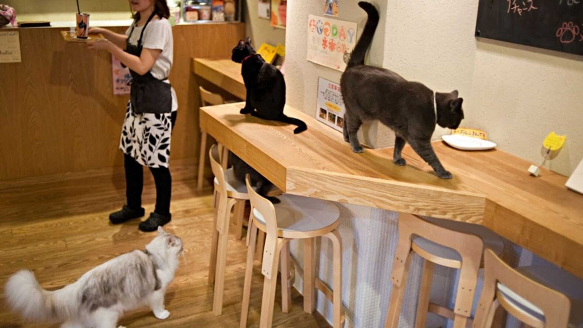 Котокафе Котиссимо Москва новая Басманная
