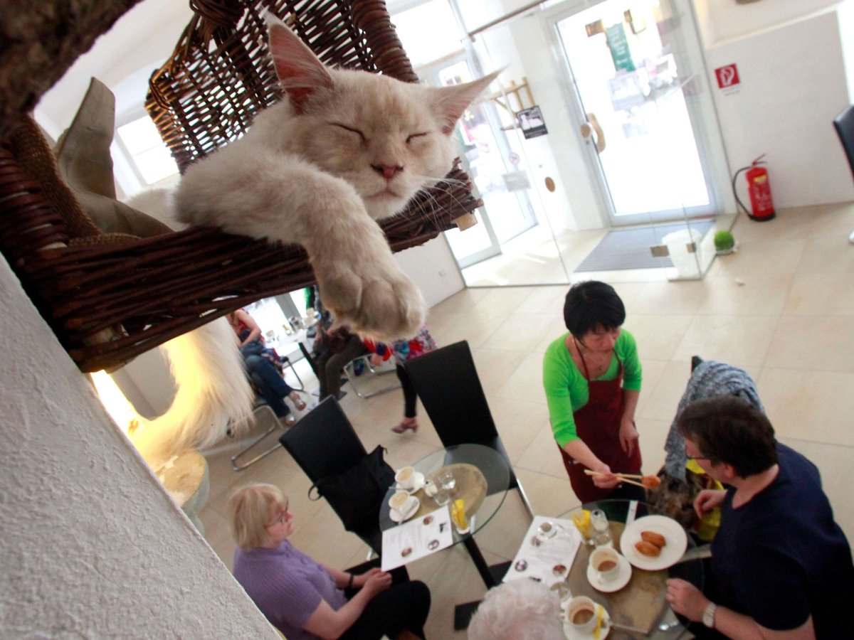 Кошачье кафе - "Cat Cafe" в Японии
