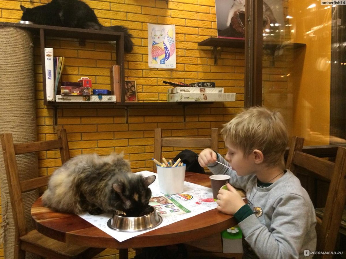 Котокафе котики и люди, улица Гиляровского, 17