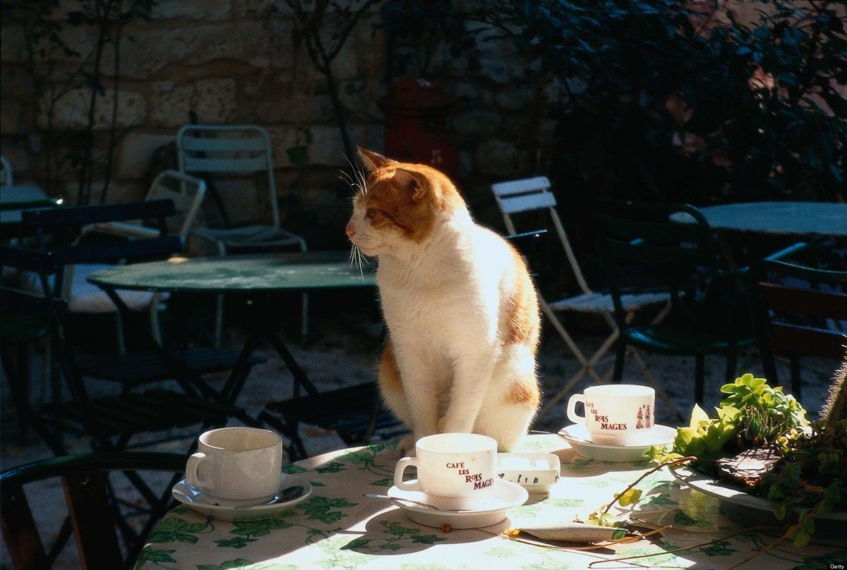 Коты в кафе