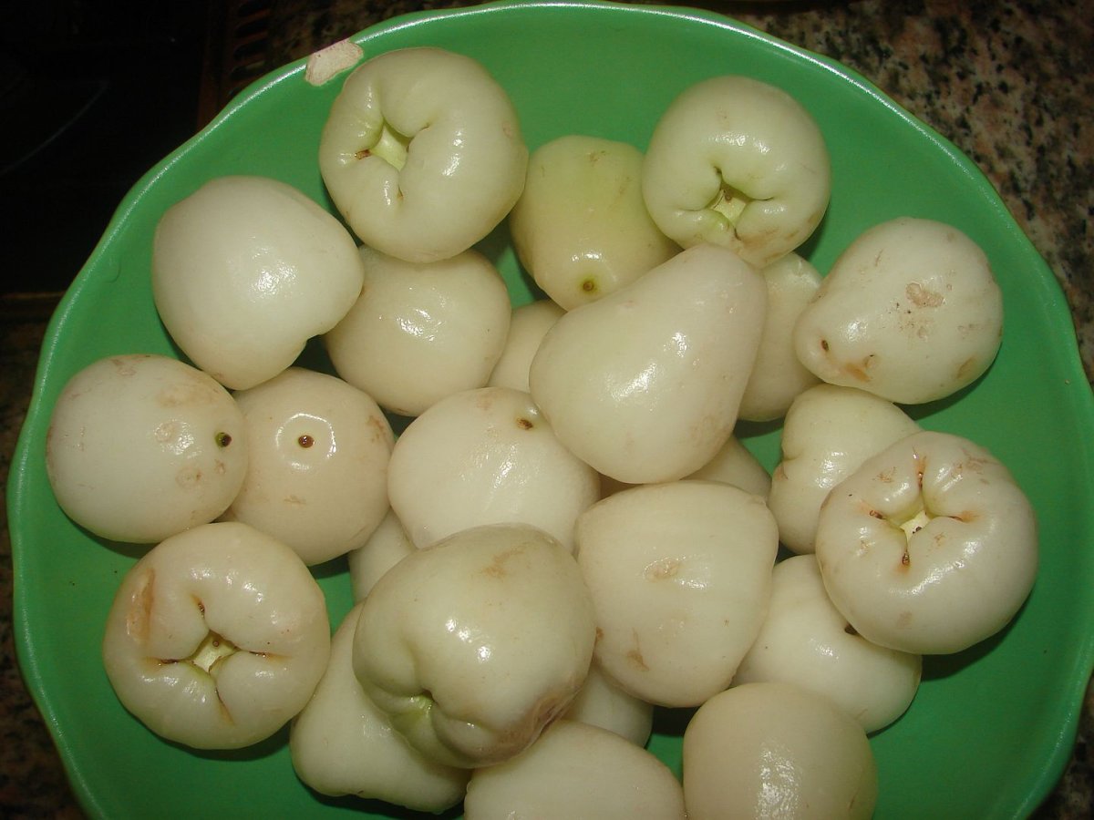 Сорт яблок белая роза