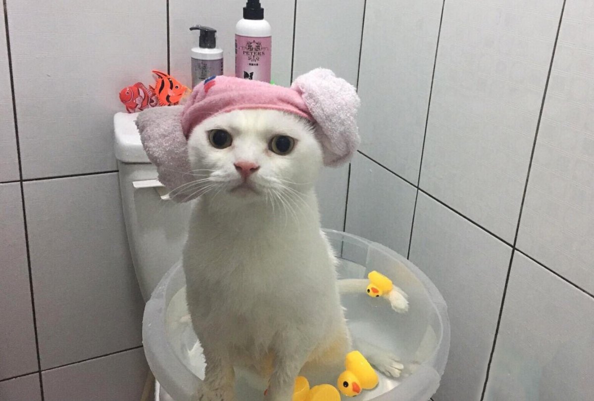 Кот в ванной в шапочке