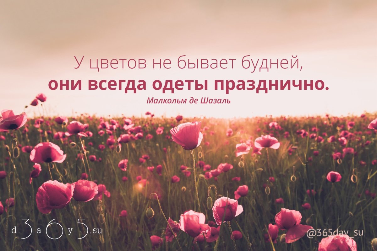 Цитаты про цветы