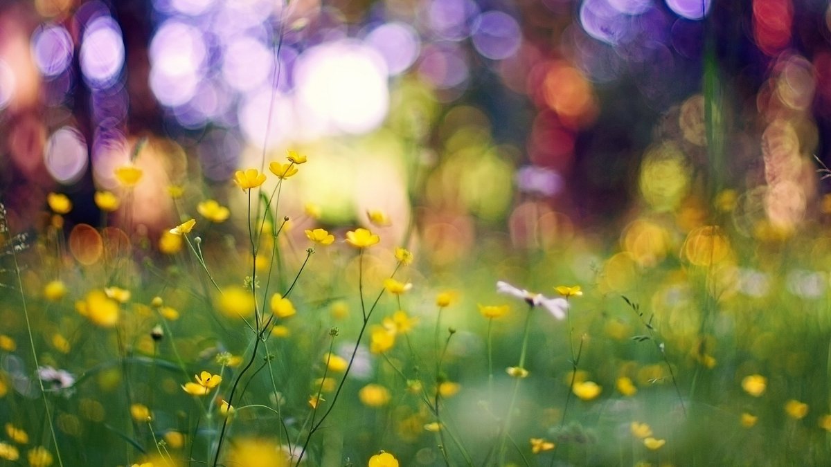 Боке природа