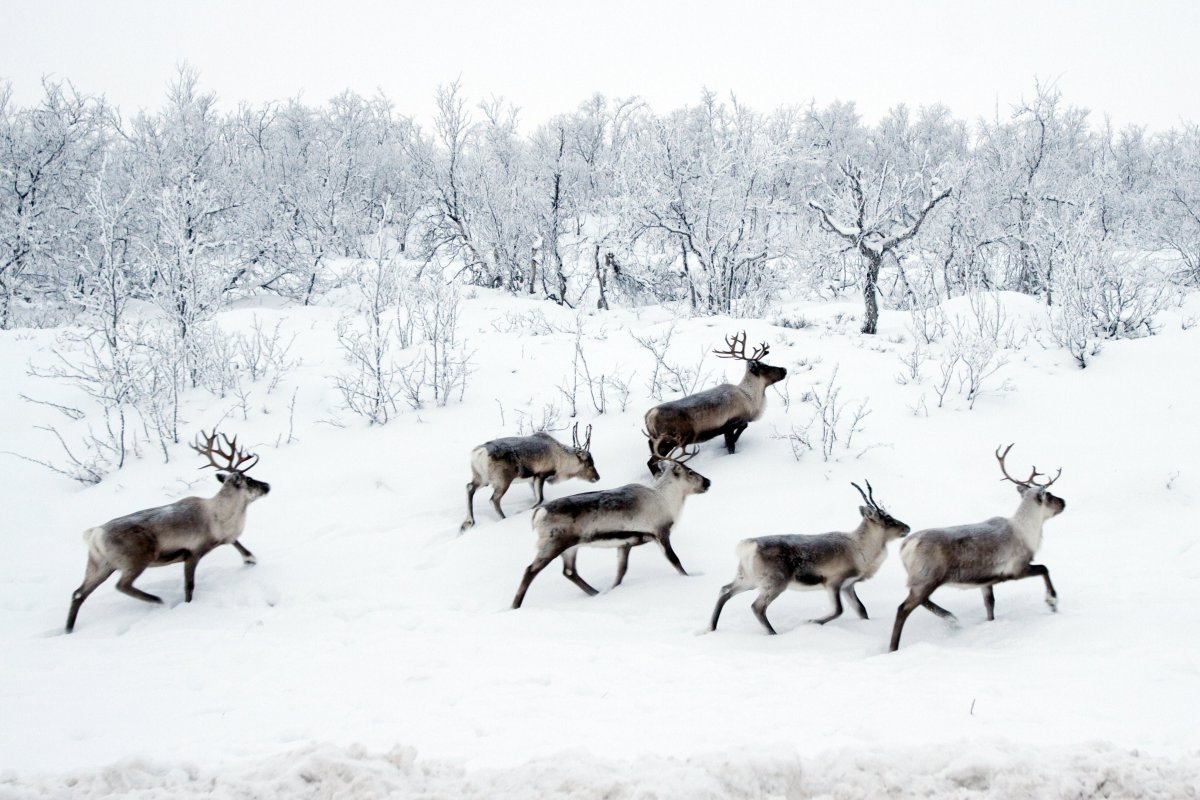 Новоземельский Северный олень