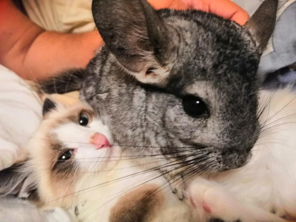 Кот шиншилла