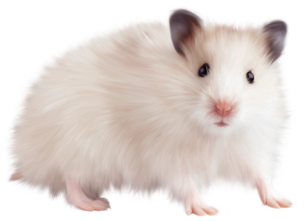 Хомяк джунгарский