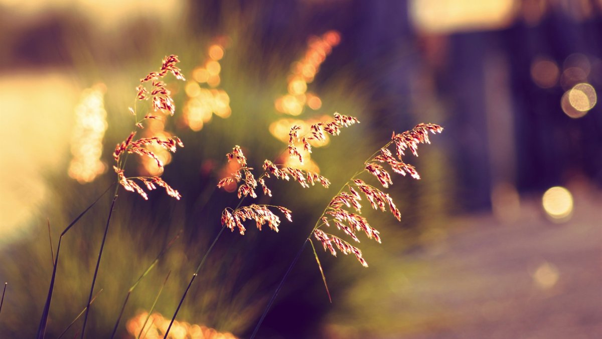 Боке природа