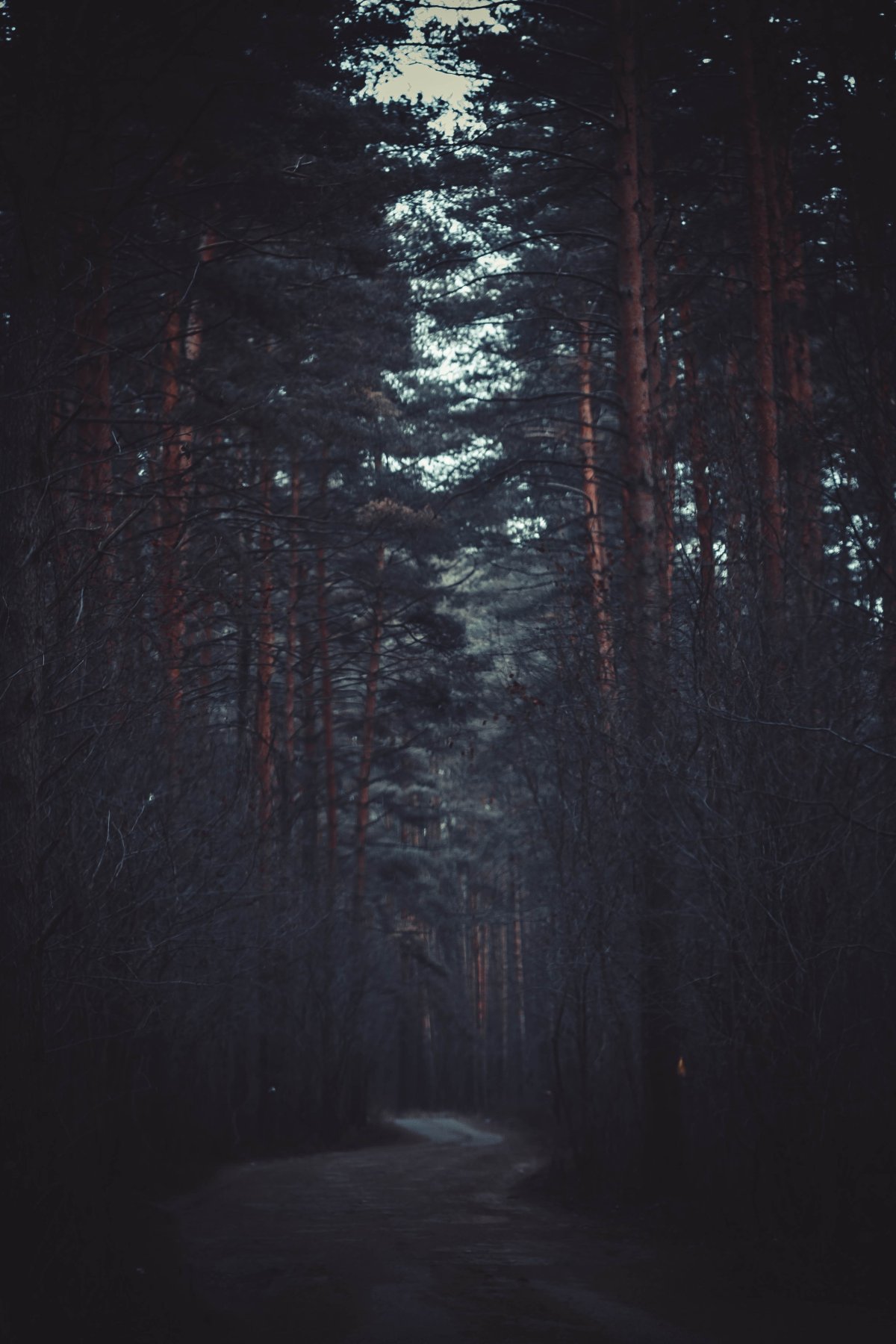 Ночной лес