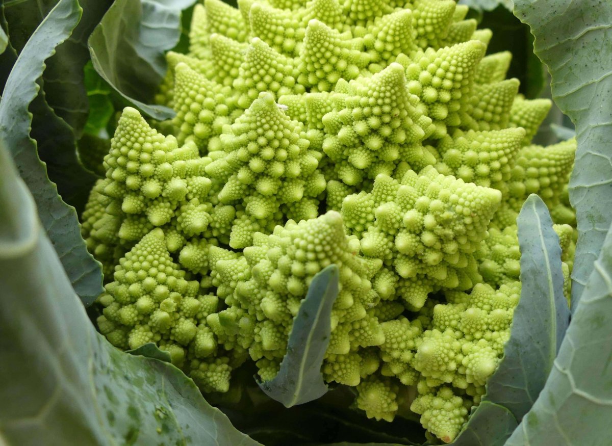 Цветная капуста романеско