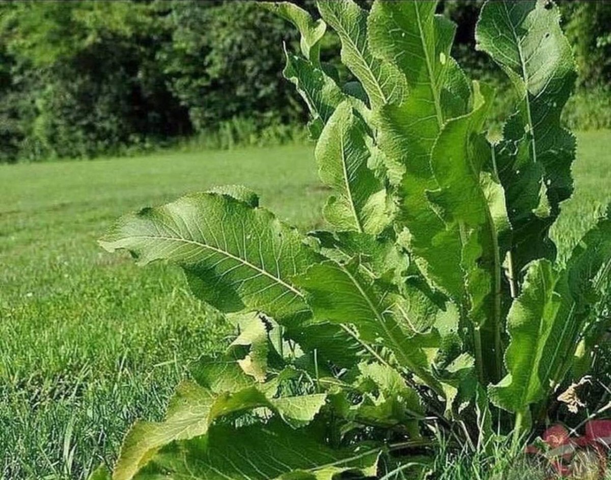 Хрен обыкновенный