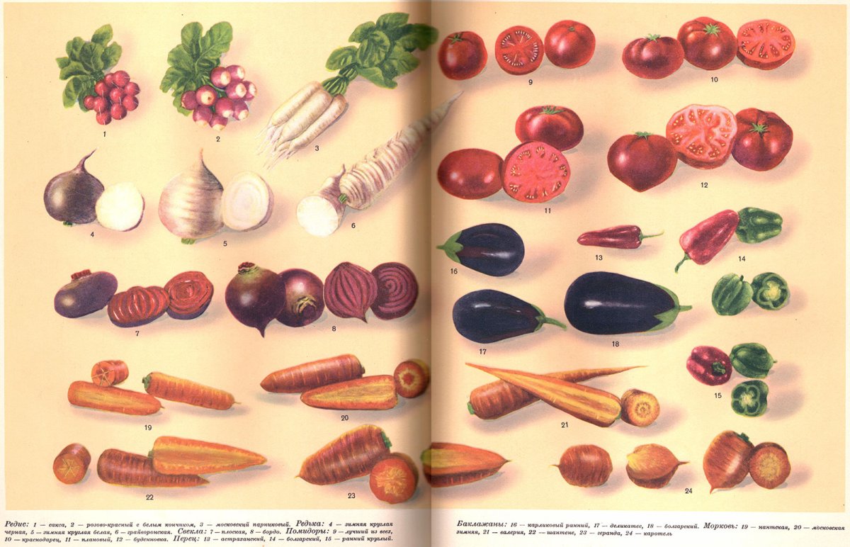 Круглые и овальные овощи