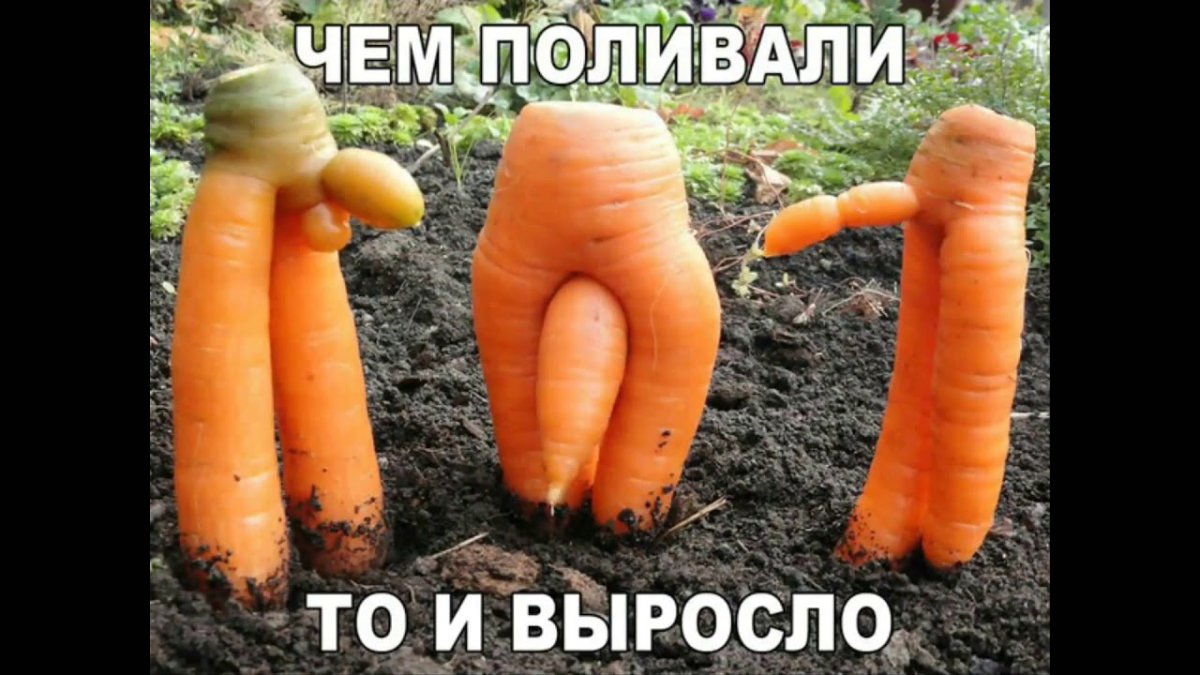 Прикольные овощи