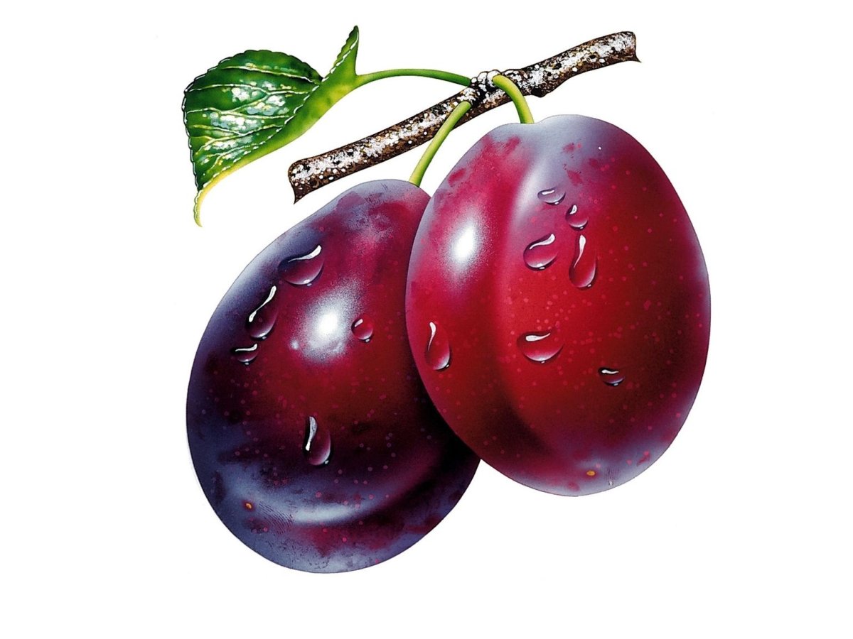 Слива ягода