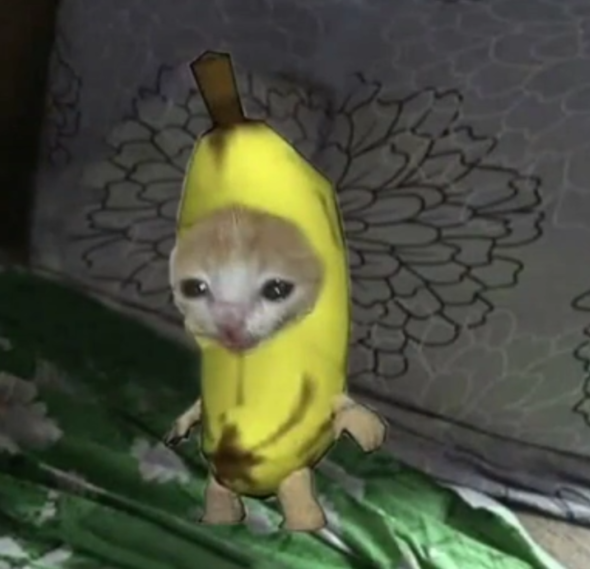 Кот в костюме банана