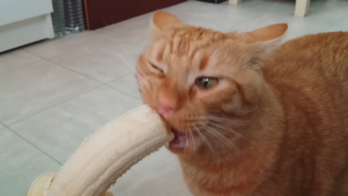 Кот кушает банан