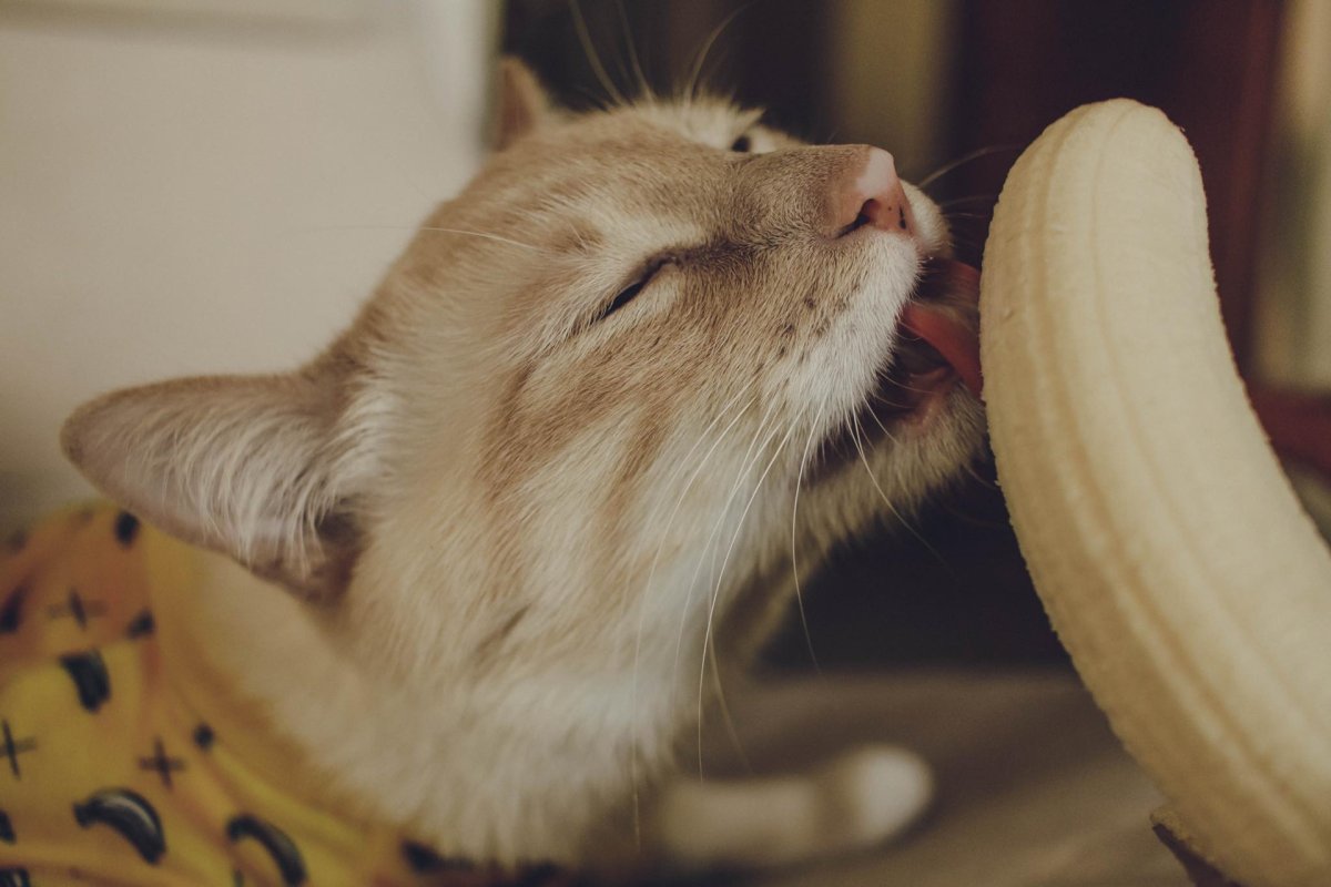 Котик в банане