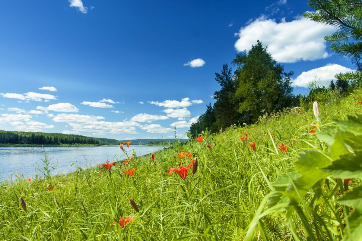 Природа Якутии летом Алаас