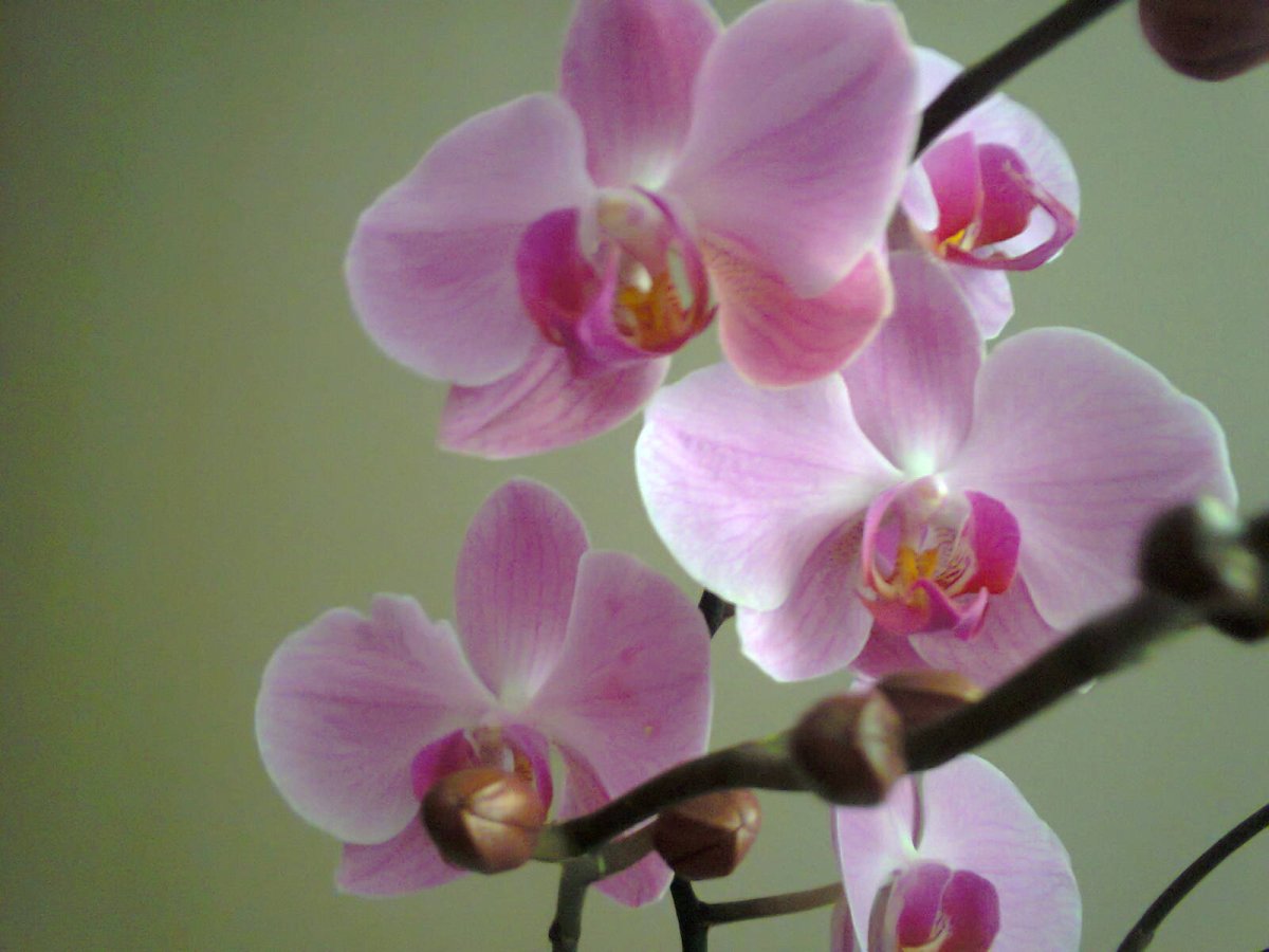 Miki Flora фаленопсис