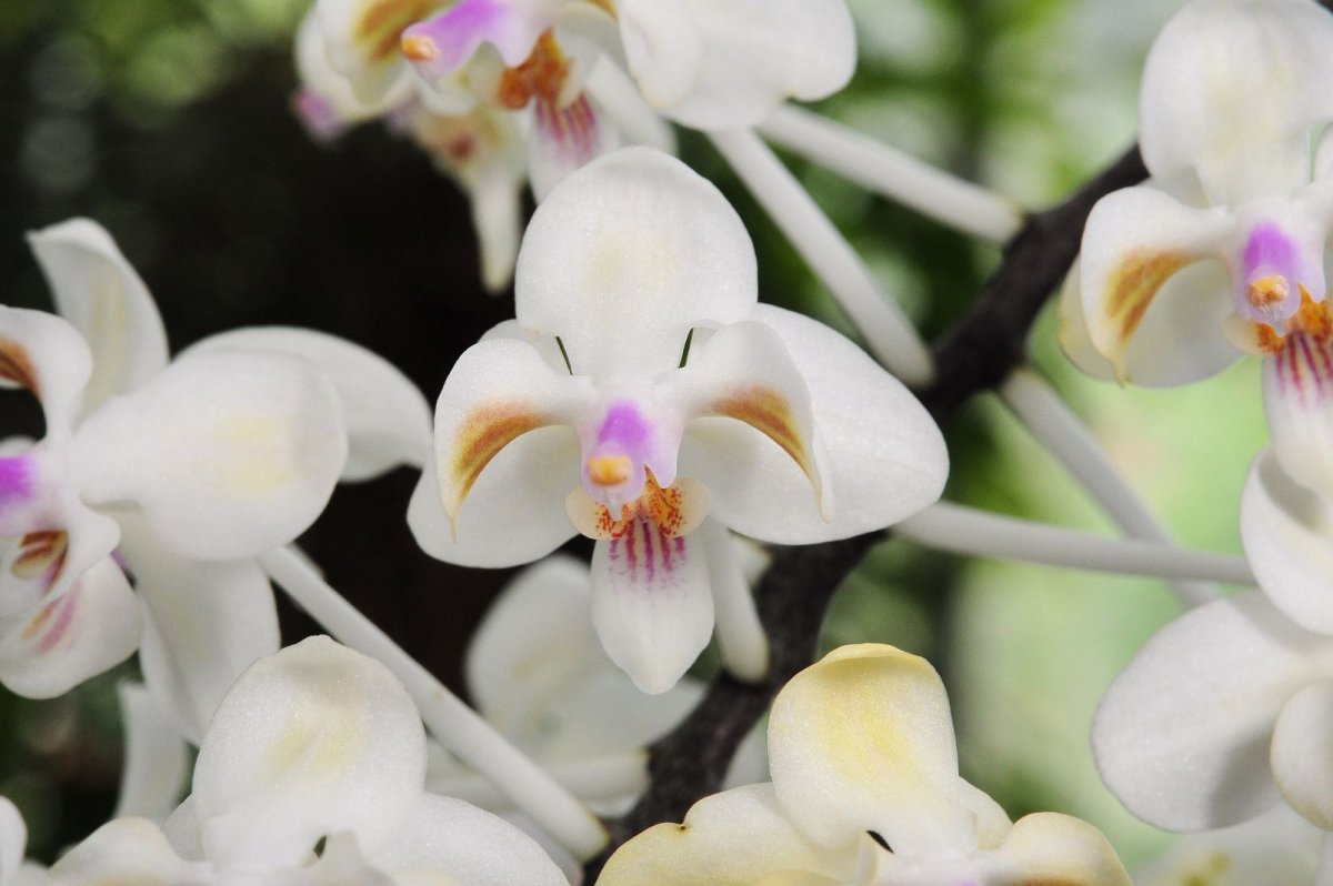 Phal. Celebensis