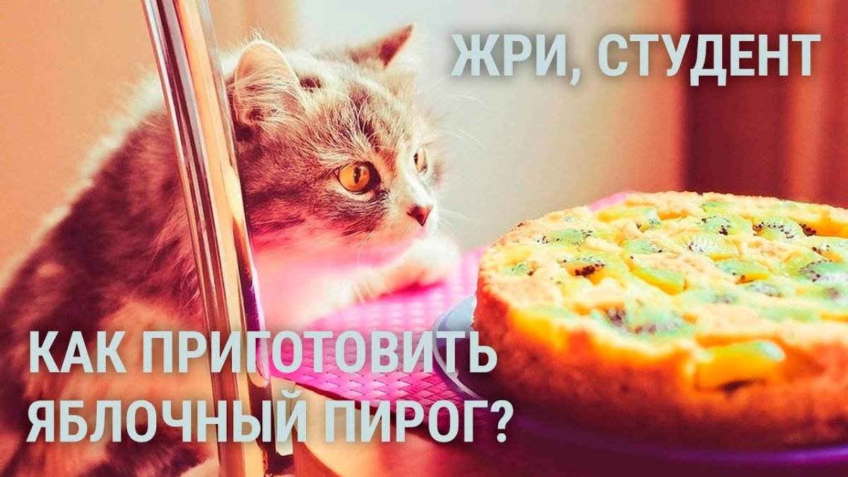 Кот, шарлотка