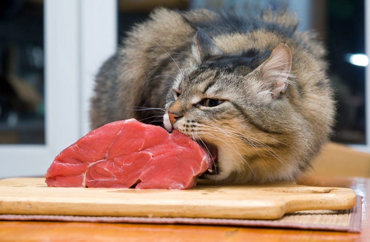 Кошка кушает