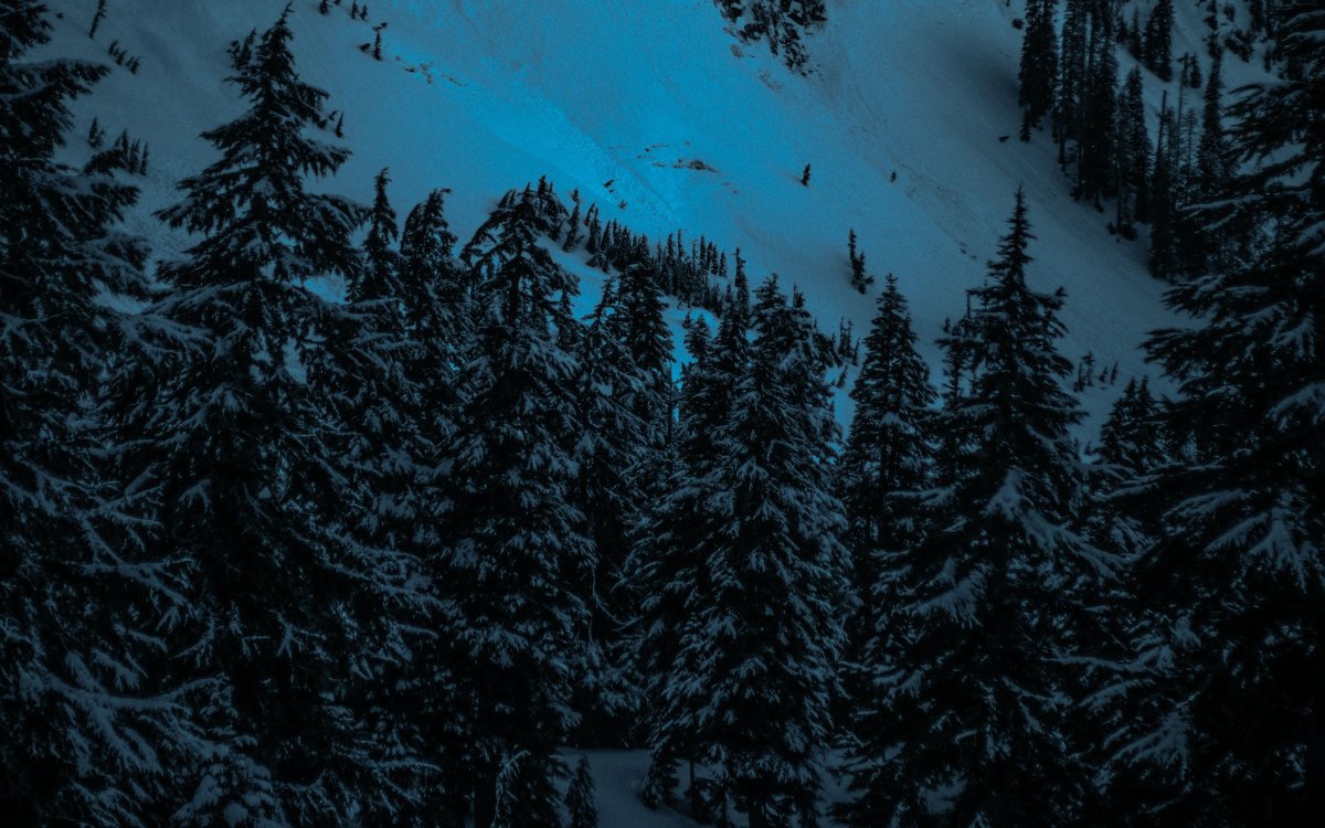 Ночной лес