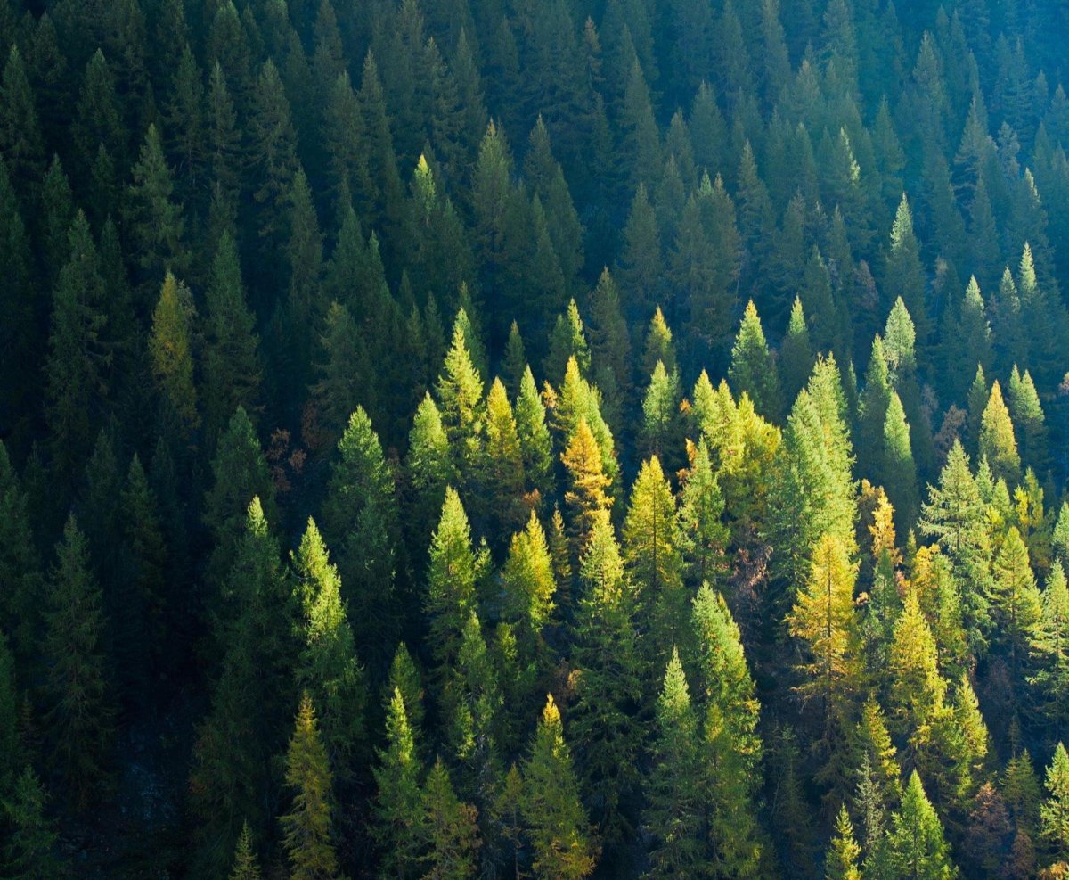 Coniferous Forest Wallpapers