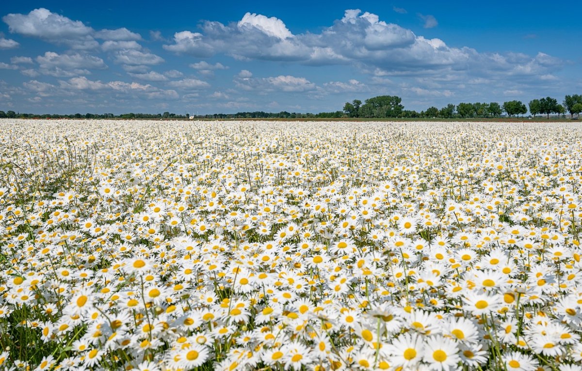 Фото ромашки в хорошем качестве