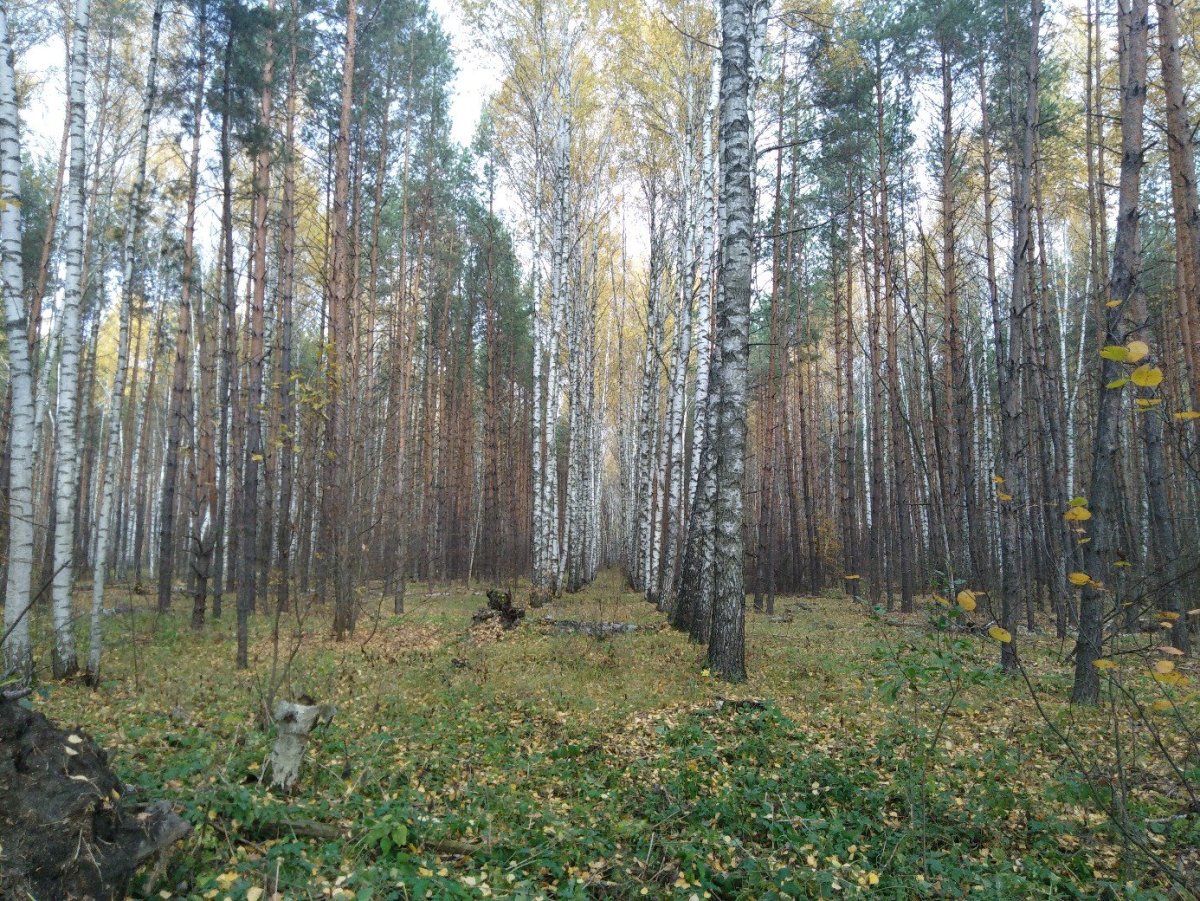 Лес Тамбовской области