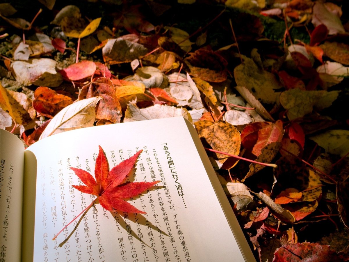 Осень книги Эстетика