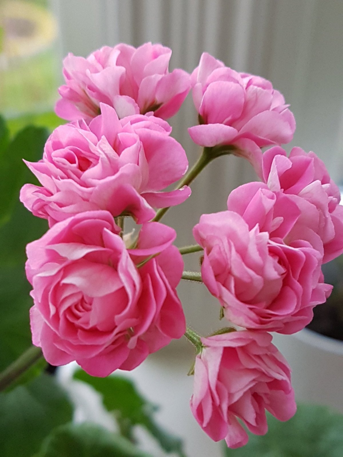 Пеларгония Princess Filippa