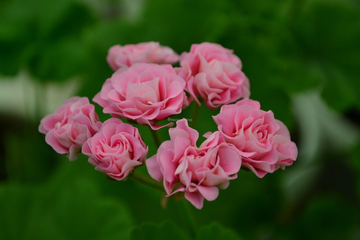 Princess Philippa пеларгония
