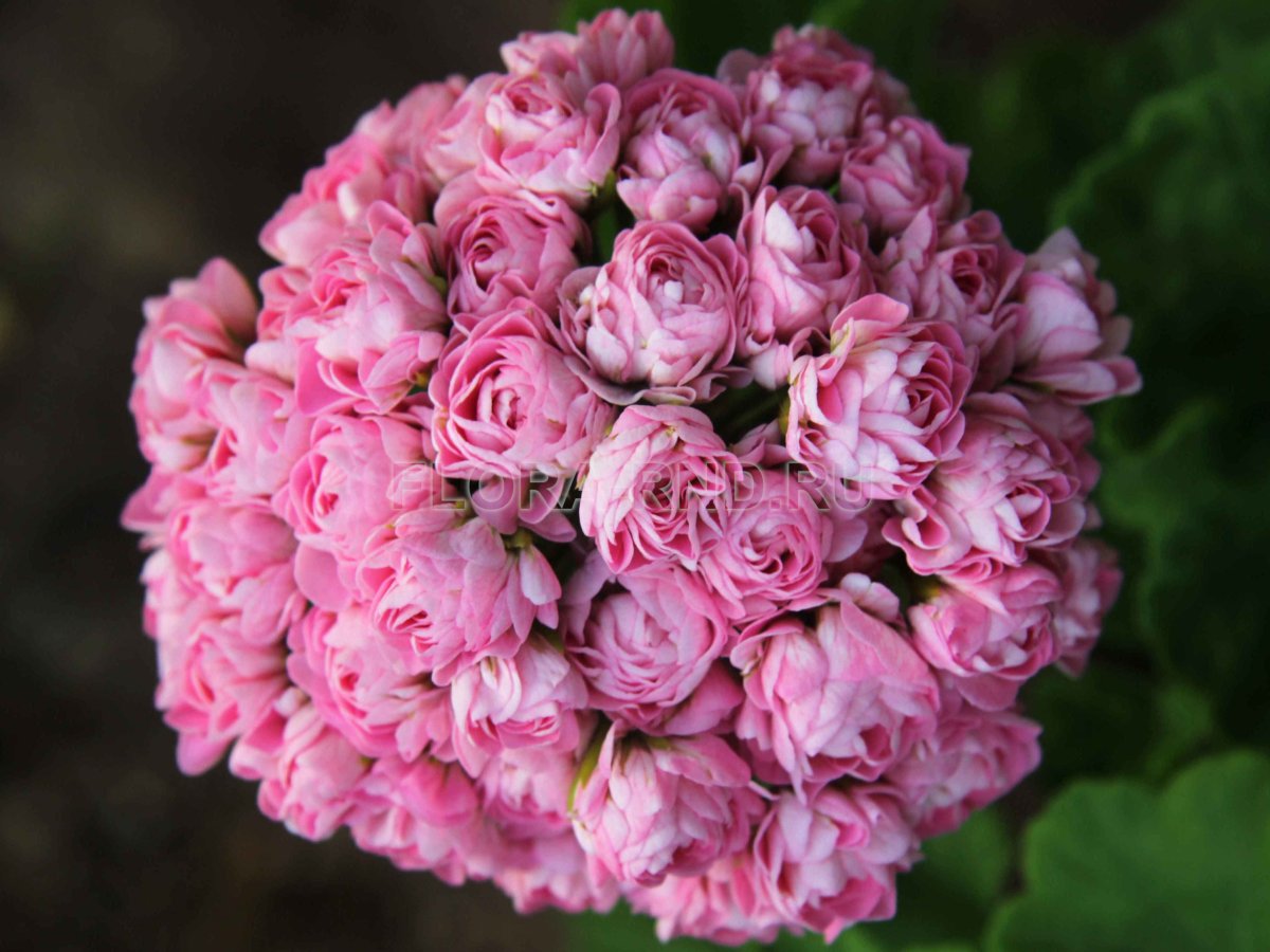Swanland Pink
