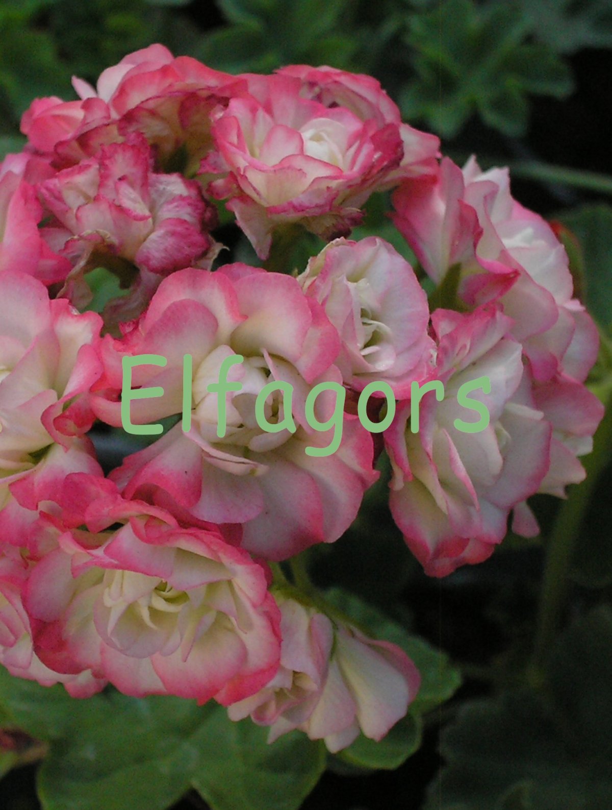 Пеларгония Маверик эплблоссом.Appleblossom_XXXL