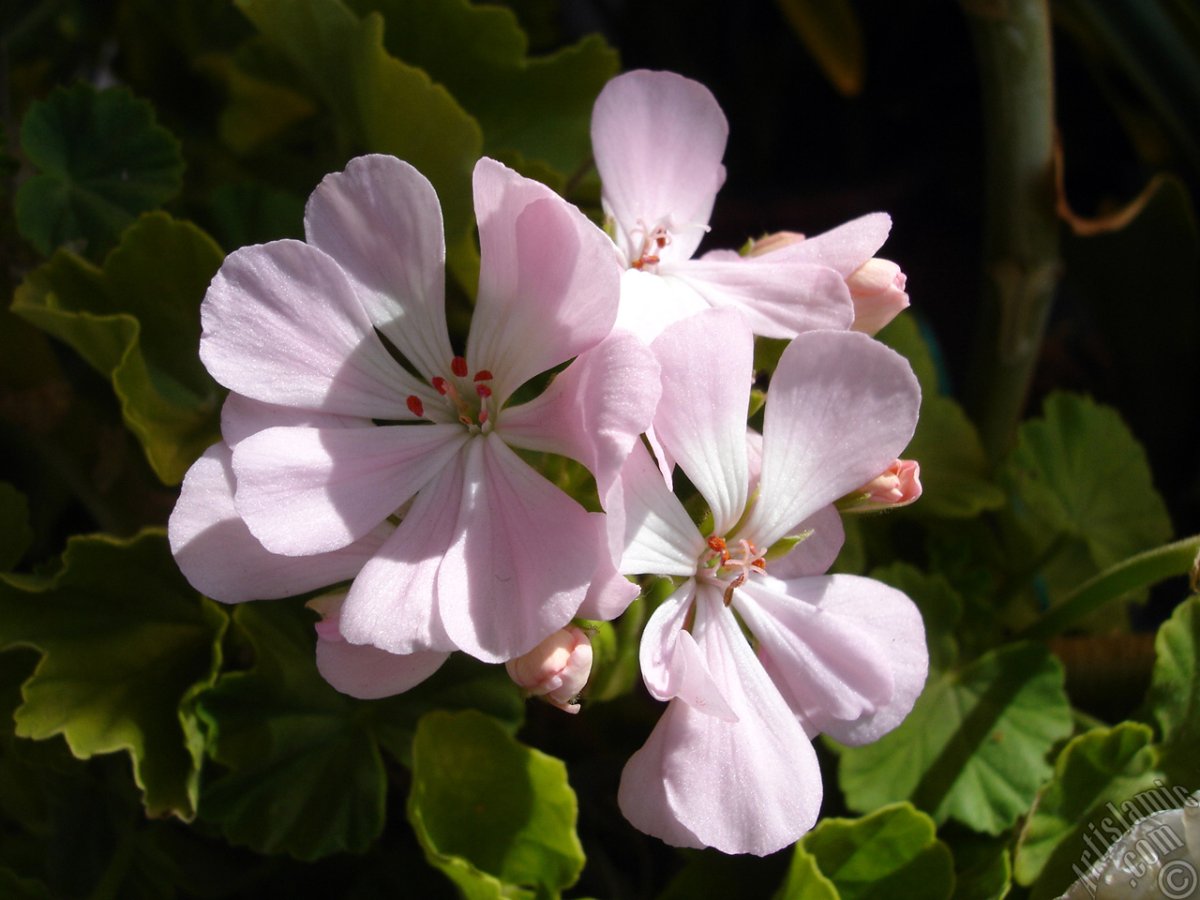 Пеларгония Spanish Wine Rose