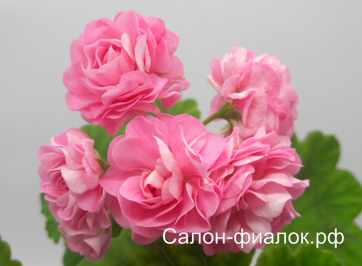 Princessa Phillipa пеларгония