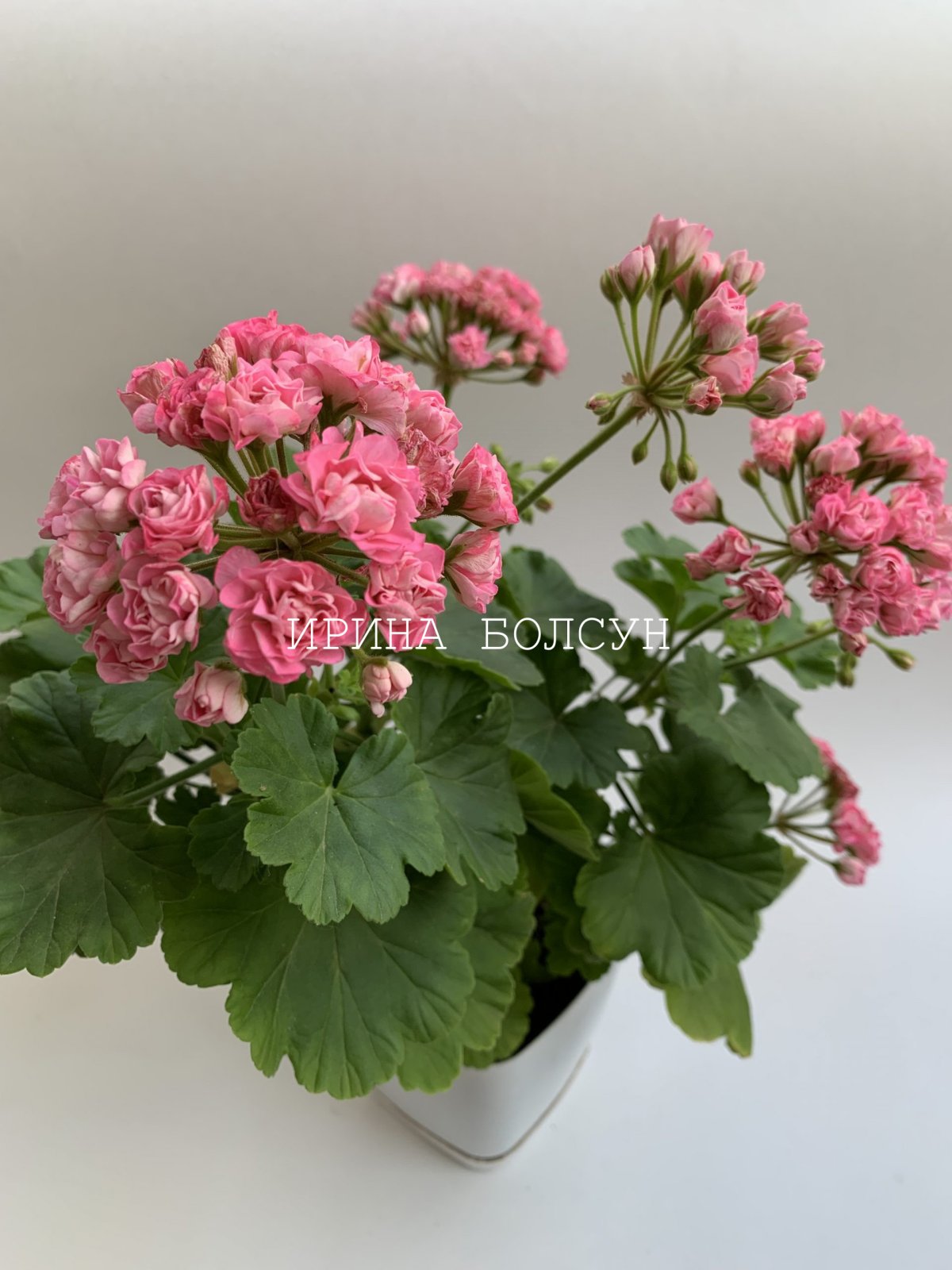 Пеларгония Princess Filippa