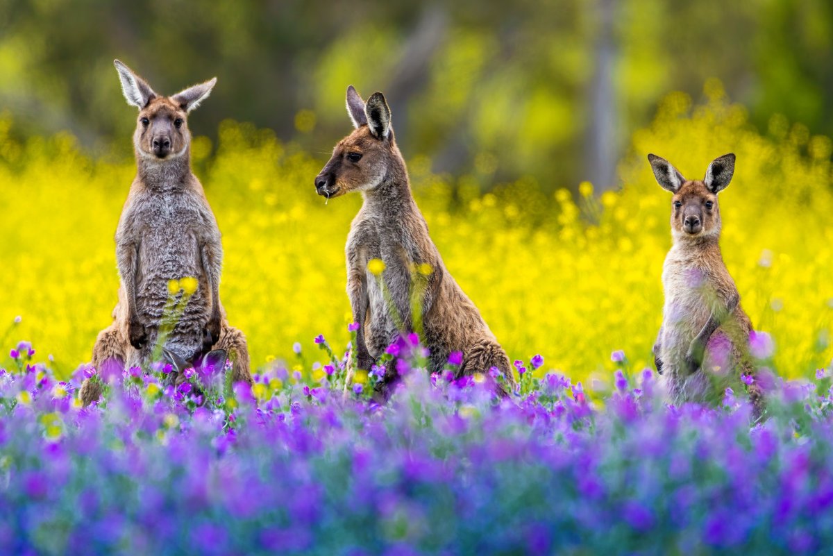 3 Kangaroos