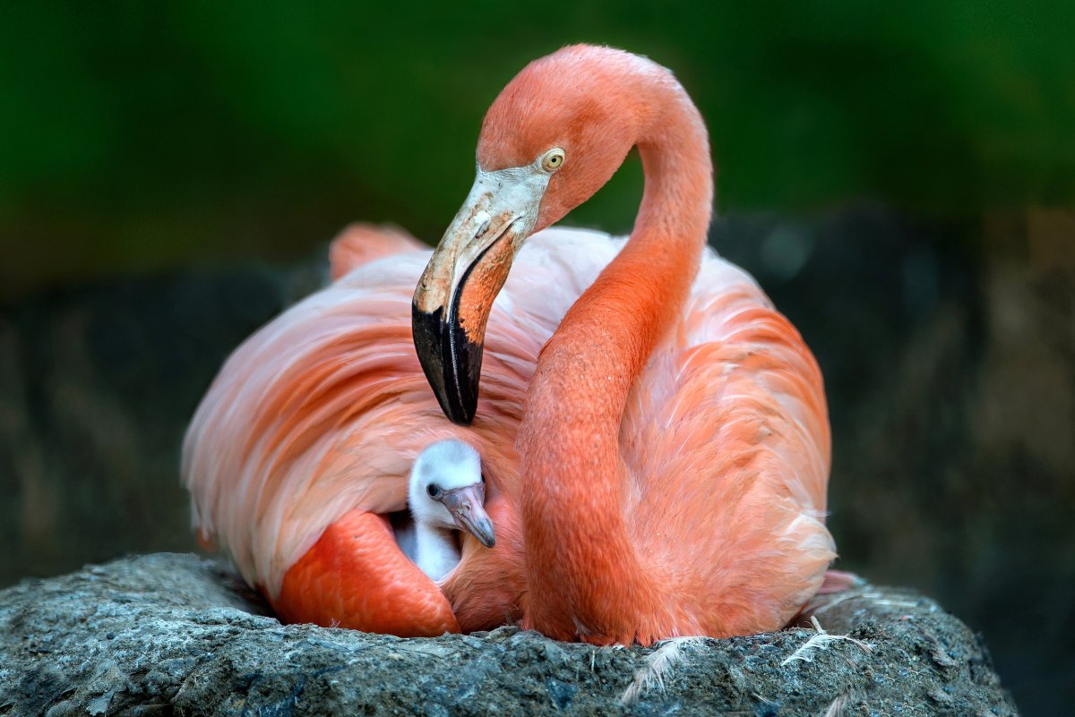 Mommy Flamingo
