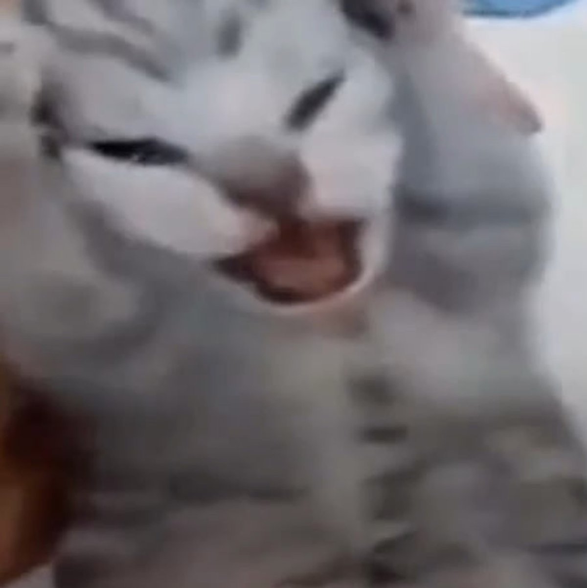 Кот держится за голову