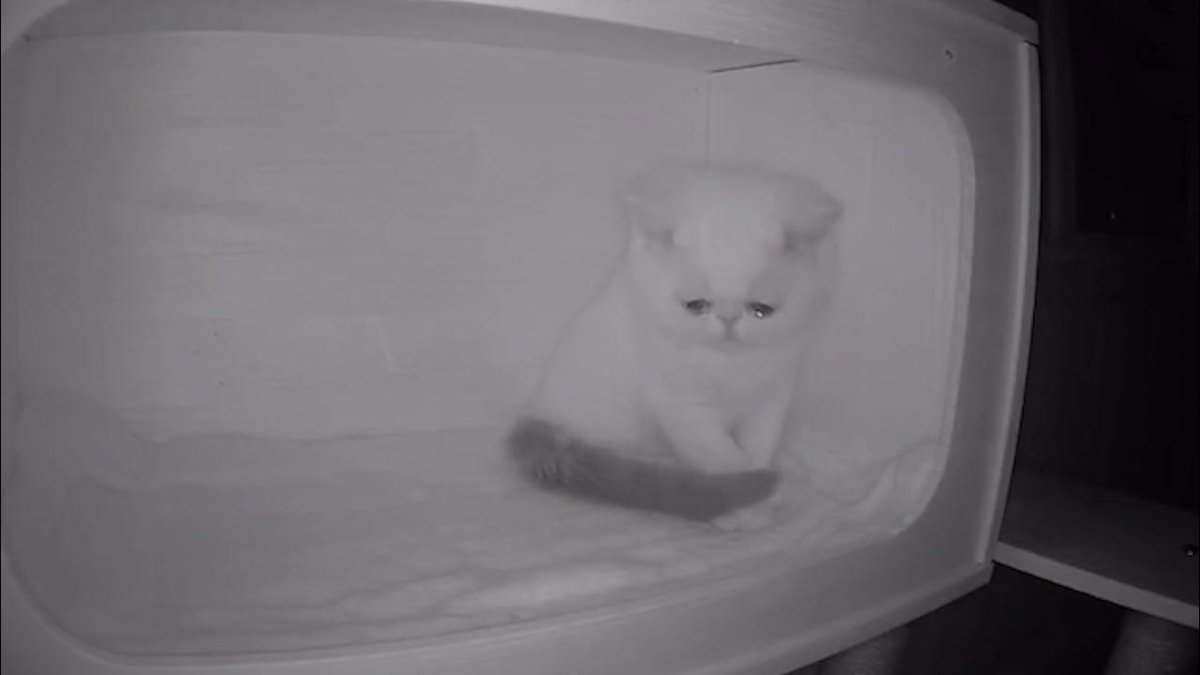 Котенок плачет в приюте