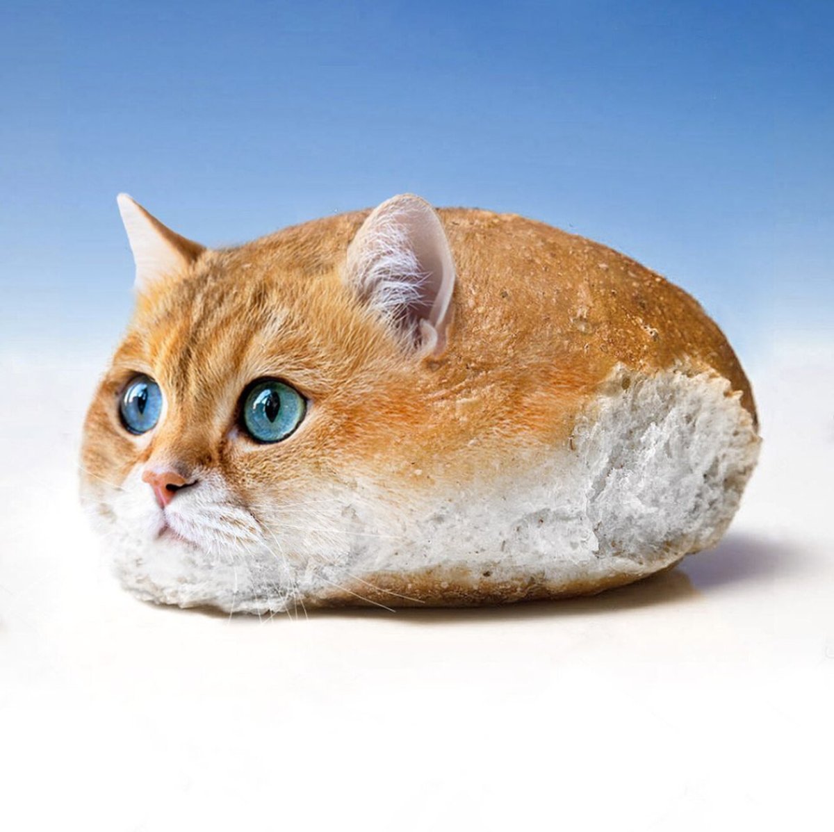 Кот хлеб