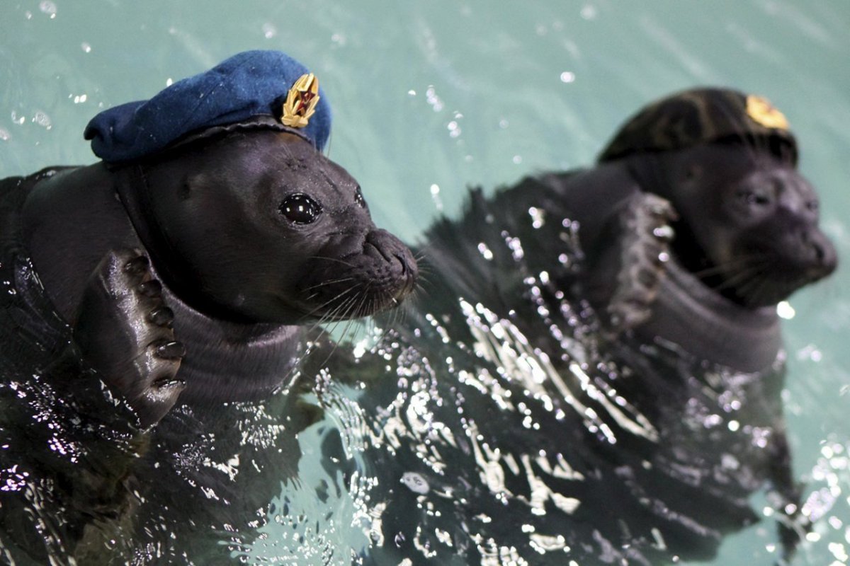 Seal морские котики