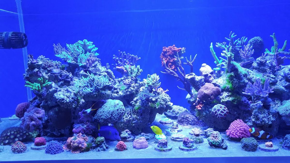 Piratereef морской аквариум
