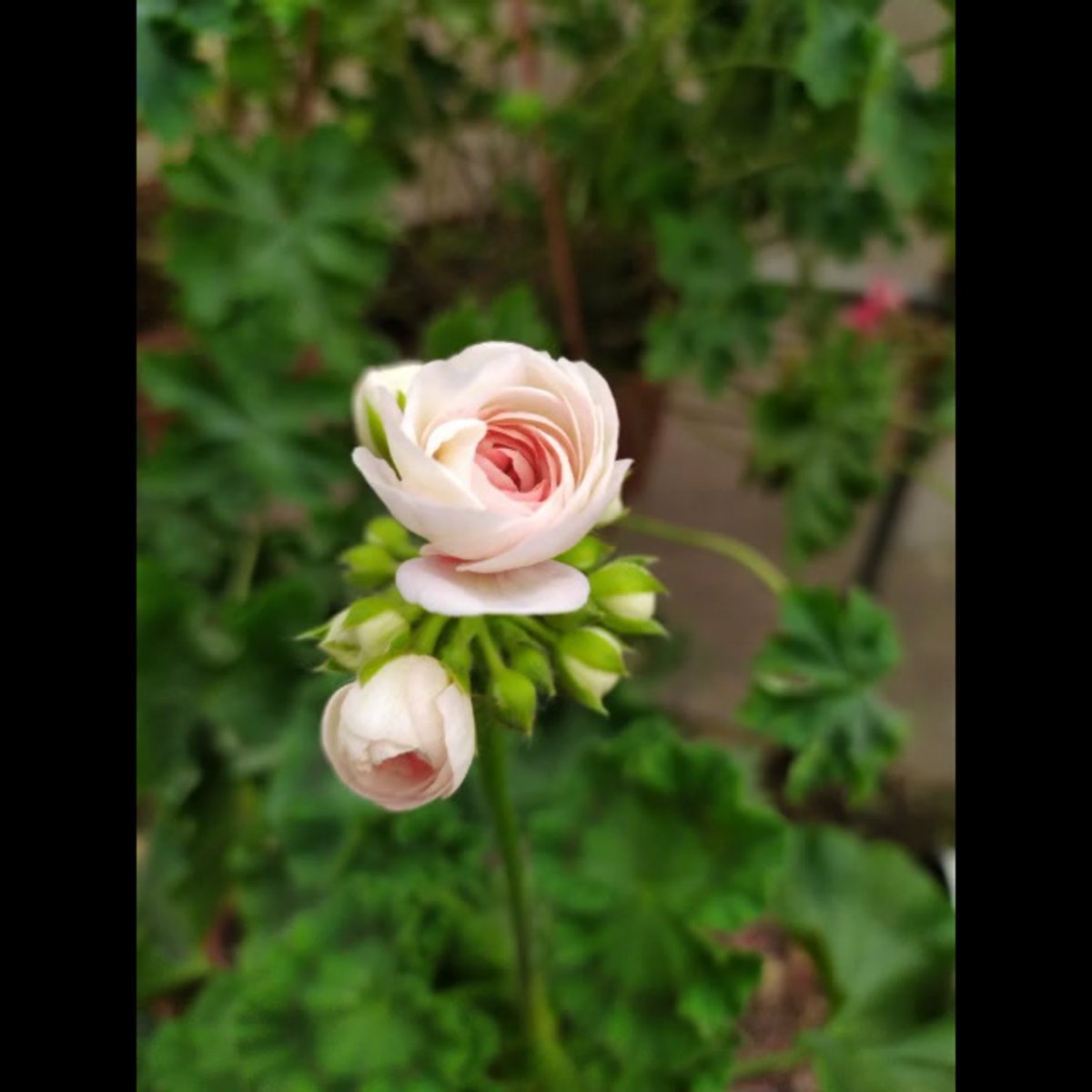 Роза снесет Грейс