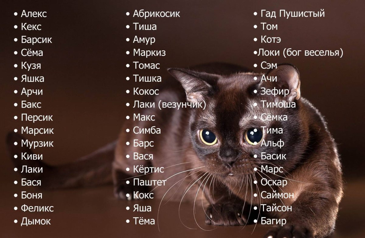 Имена для котов мальчиков