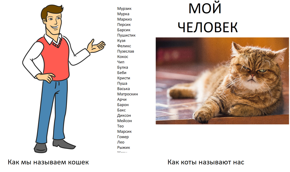 Барсик имена людей