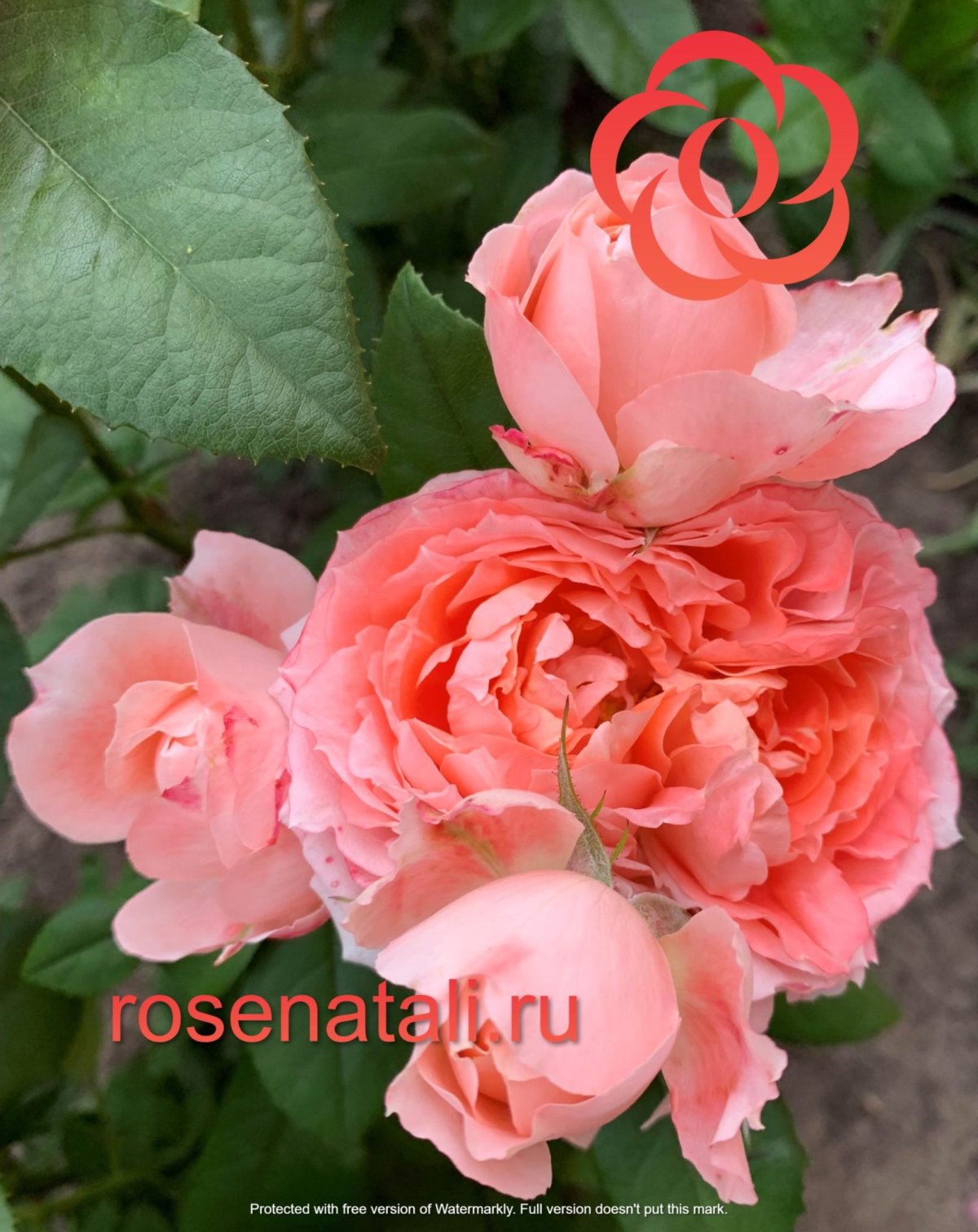 Princess Sakura (принцесса Сакура), wadara Япония, 2016